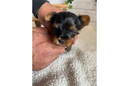 成約済の静岡県のヨークシャーテリア-91775の3枚目