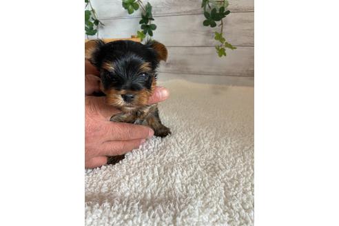 成約済の静岡県のヨークシャーテリア-91775