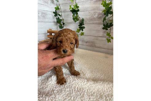 成約済の静岡県のトイプードル-91763の9枚目