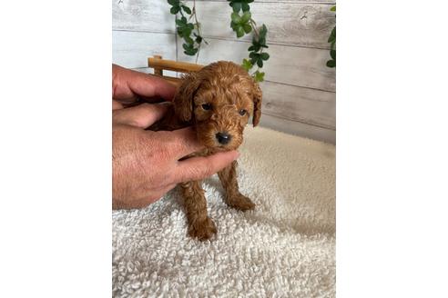 成約済の静岡県のトイプードル-91763の8枚目