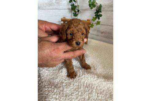 成約済の静岡県のトイプードル-91763の7枚目