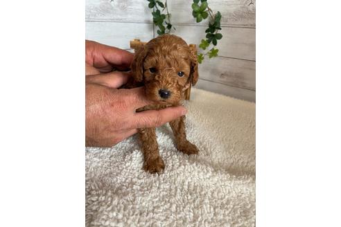 成約済の静岡県のトイプードル-91763の6枚目