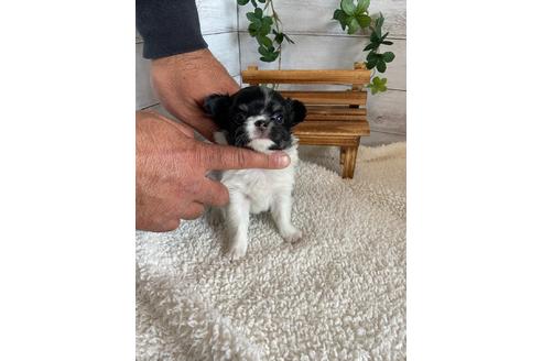 成約済の静岡県のチワワ(ロングコート)-91773の4枚目