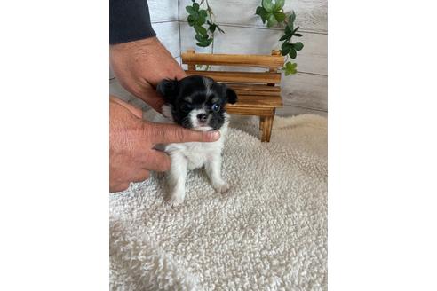 成約済の静岡県のチワワ(ロングコート)-91773