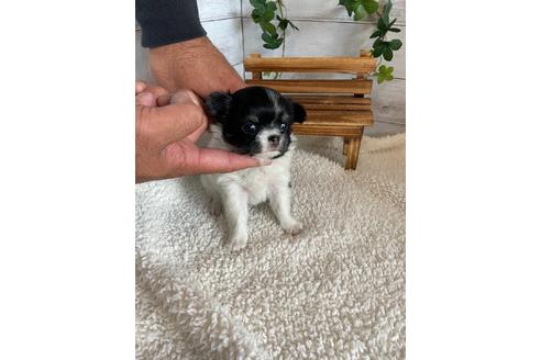 成約済の静岡県のチワワ(ロングコート)-91773の3枚目