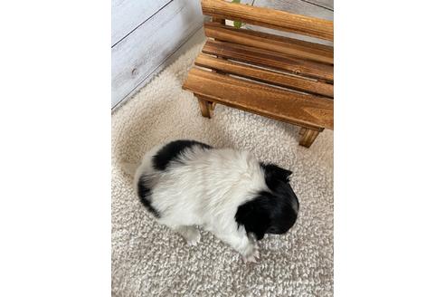 成約済の静岡県のチワワ(ロングコート)-91773の2枚目