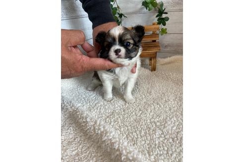 成約済の静岡県のチワワ(ロングコート)-91772の2枚目