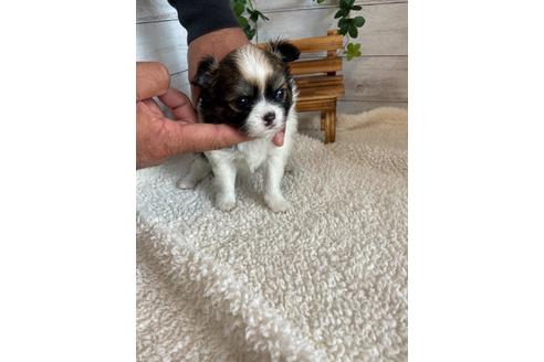 成約済の静岡県のチワワ(ロングコート)-91772の3枚目