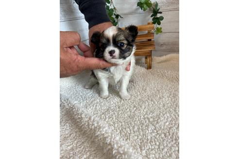 成約済の静岡県のチワワ(ロングコート)-91772