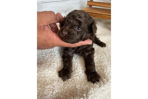 成約済の静岡県のトイプードル-93437の4枚目