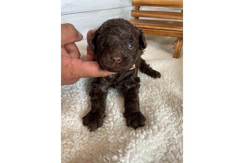 成約済の静岡県のトイプードル-93437の5枚目