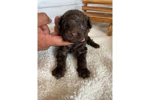 成約済の静岡県のトイプードル-93437の3枚目