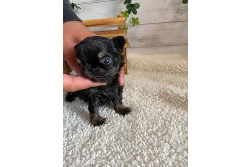 成約済の静岡県のチワワ(ロングコート)-91779の6枚目