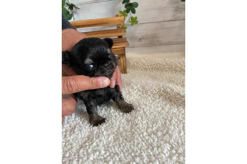 成約済の静岡県のチワワ(ロングコート)-91779の7枚目