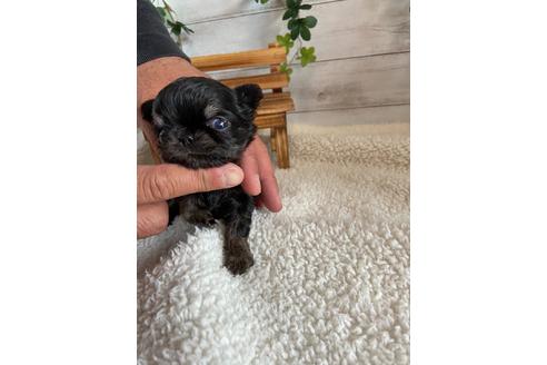 成約済の静岡県のチワワ(ロングコート)-91779の5枚目