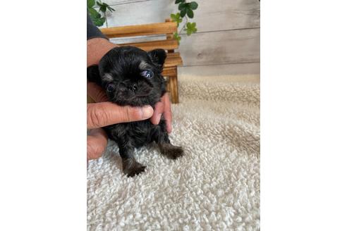 成約済の静岡県のチワワ(ロングコート)-91779の4枚目