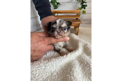 成約済の静岡県のチワワ(ロングコート)-93438の9枚目