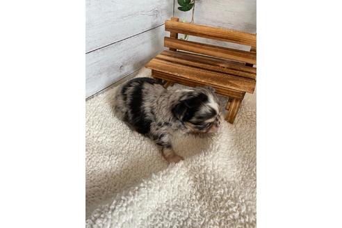 成約済の静岡県のチワワ(ロングコート)-93438の8枚目