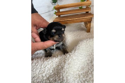 成約済の静岡県のチワワ(ロングコート)-93449の8枚目