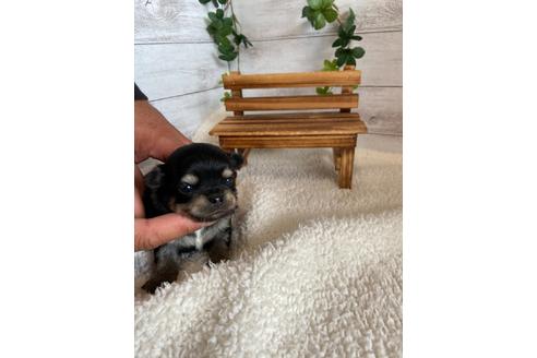 成約済の静岡県のチワワ(ロングコート)-93449の7枚目