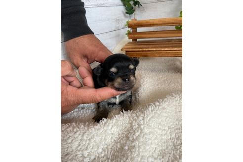 成約済の静岡県のチワワ(ロングコート)-93449の6枚目