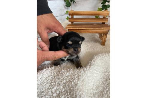 成約済の静岡県のチワワ(ロングコート)-93449の5枚目