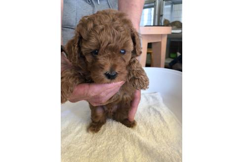 成約済の愛知県のトイプードル-92901の3枚目