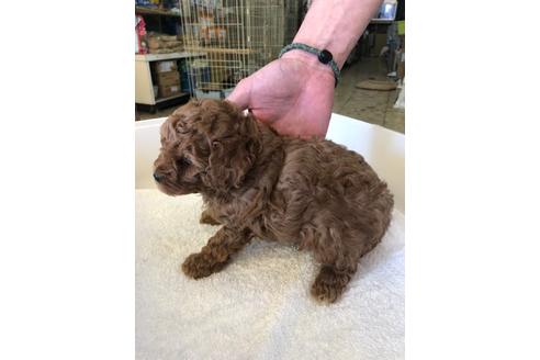 成約済の愛知県のトイプードル-92901の2枚目