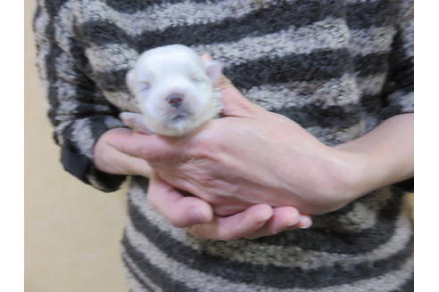 成約済の愛知県のマルチーズ-93470の15枚目
