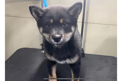 山梨県の柴犬 男の子 19 12 24生まれ ムチムチな男の子です 子犬id 510 ブリーダーナビ