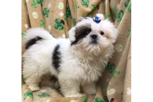 成約済の茨城県のシーズー-90229の1枚目