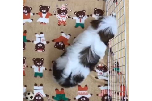 成約済の茨城県のシーズー-90226の2枚目