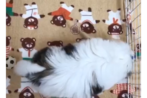 成約済の茨城県のシーズー-90229の2枚目