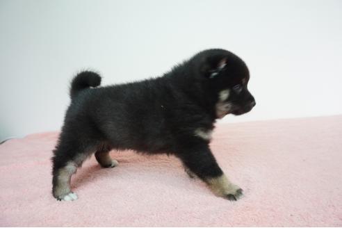 成約済の奈良県の柴犬-93542の4枚目