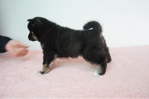 成約済の奈良県の柴犬-93542の3枚目