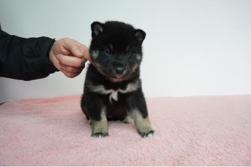 成約済の奈良県の柴犬-93542の2枚目
