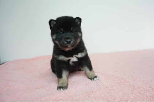 成約済の奈良県の柴犬-93542の1枚目