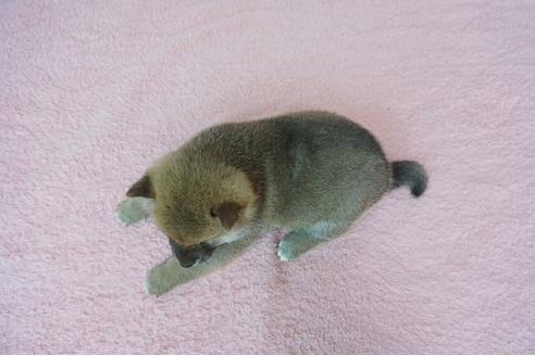 成約済の奈良県の柴犬-93545の5枚目
