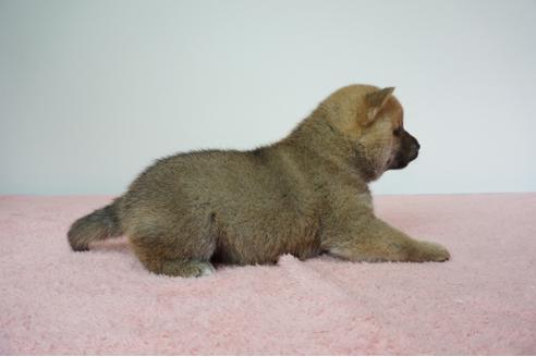 成約済の奈良県の柴犬-93545の4枚目