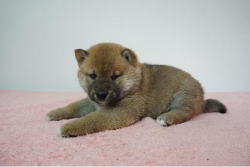 成約済の奈良県の柴犬-93545の3枚目