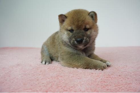 成約済の奈良県の柴犬-93545の2枚目