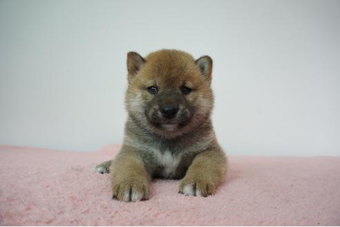 成約済の奈良県の柴犬-93545の1枚目