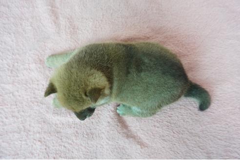 成約済の奈良県の柴犬-93546の5枚目