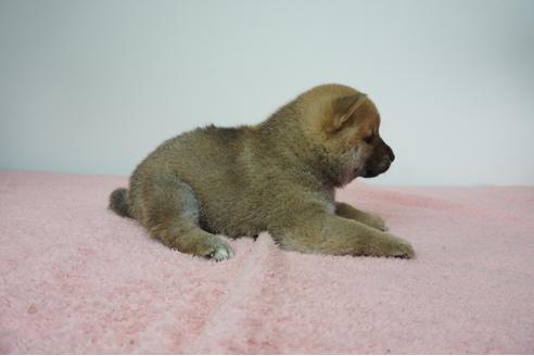 成約済の奈良県の柴犬-93546の4枚目