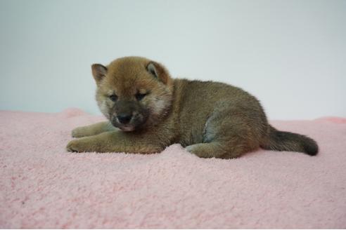 成約済の奈良県の柴犬-93546の3枚目