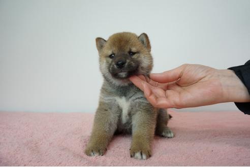 成約済の奈良県の柴犬-93546の2枚目
