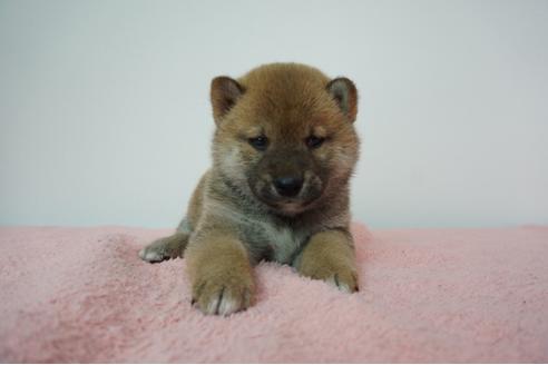 成約済の奈良県の柴犬-93546の1枚目