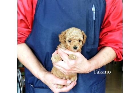 成約済の山梨県のトイプードル-93559の3枚目