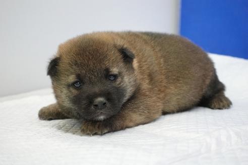 成約済の愛知県の柴犬-93598の1枚目