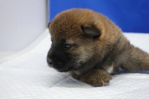 成約済の愛知県の柴犬-93598の4枚目